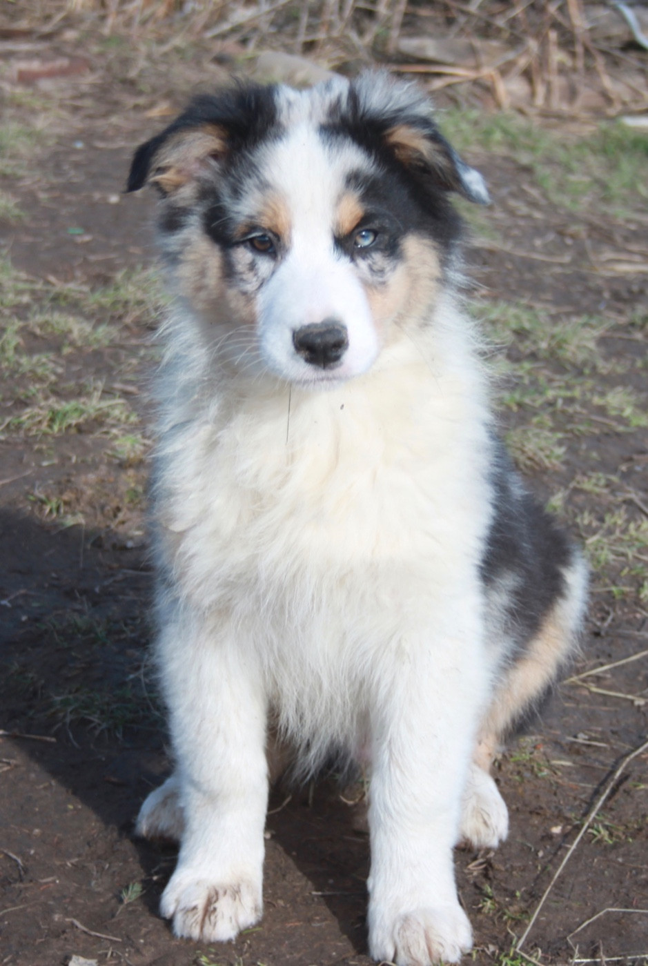 de l'éclair du diamant - Chiots disponibles - Berger Australien
