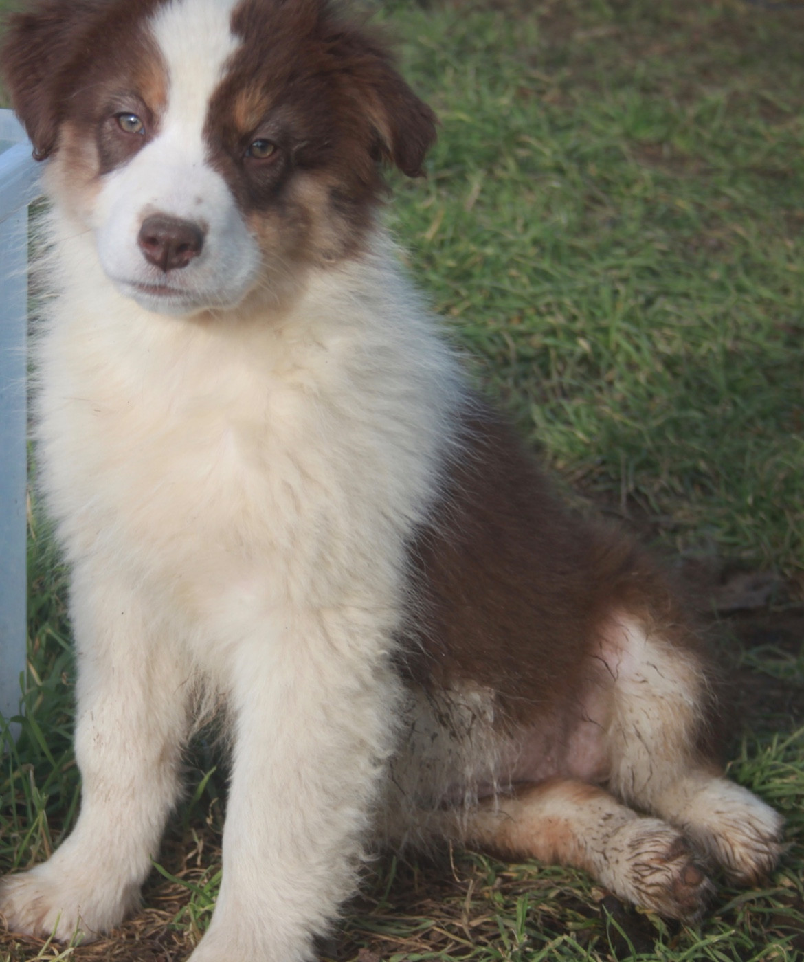 de l'éclair du diamant - Chiots disponibles - Berger Australien