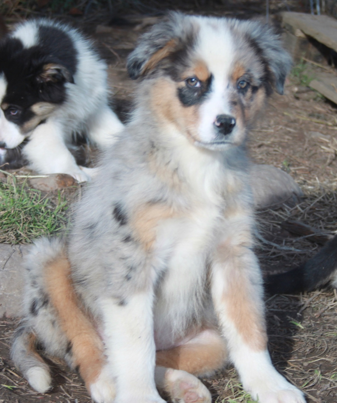 de l'éclair du diamant - Chiots disponibles - Berger Australien