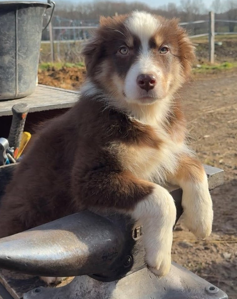de l'éclair du diamant - Chiots disponibles - Berger Australien