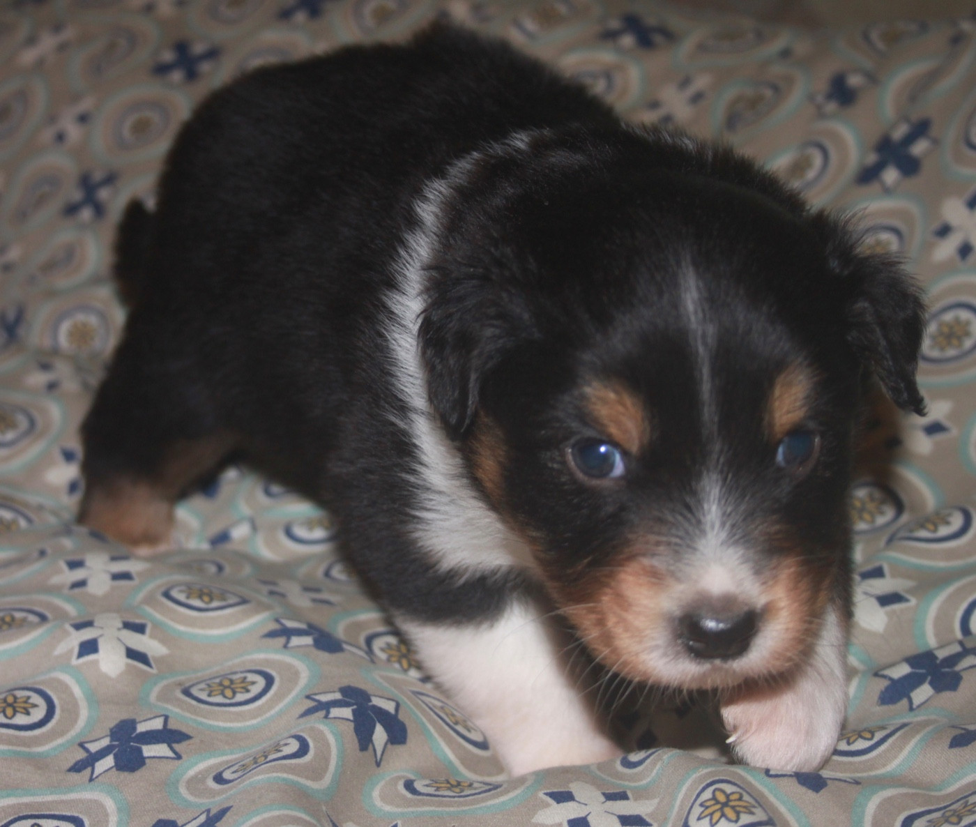 de l'éclair du diamant - Chiots disponibles - Berger Australien