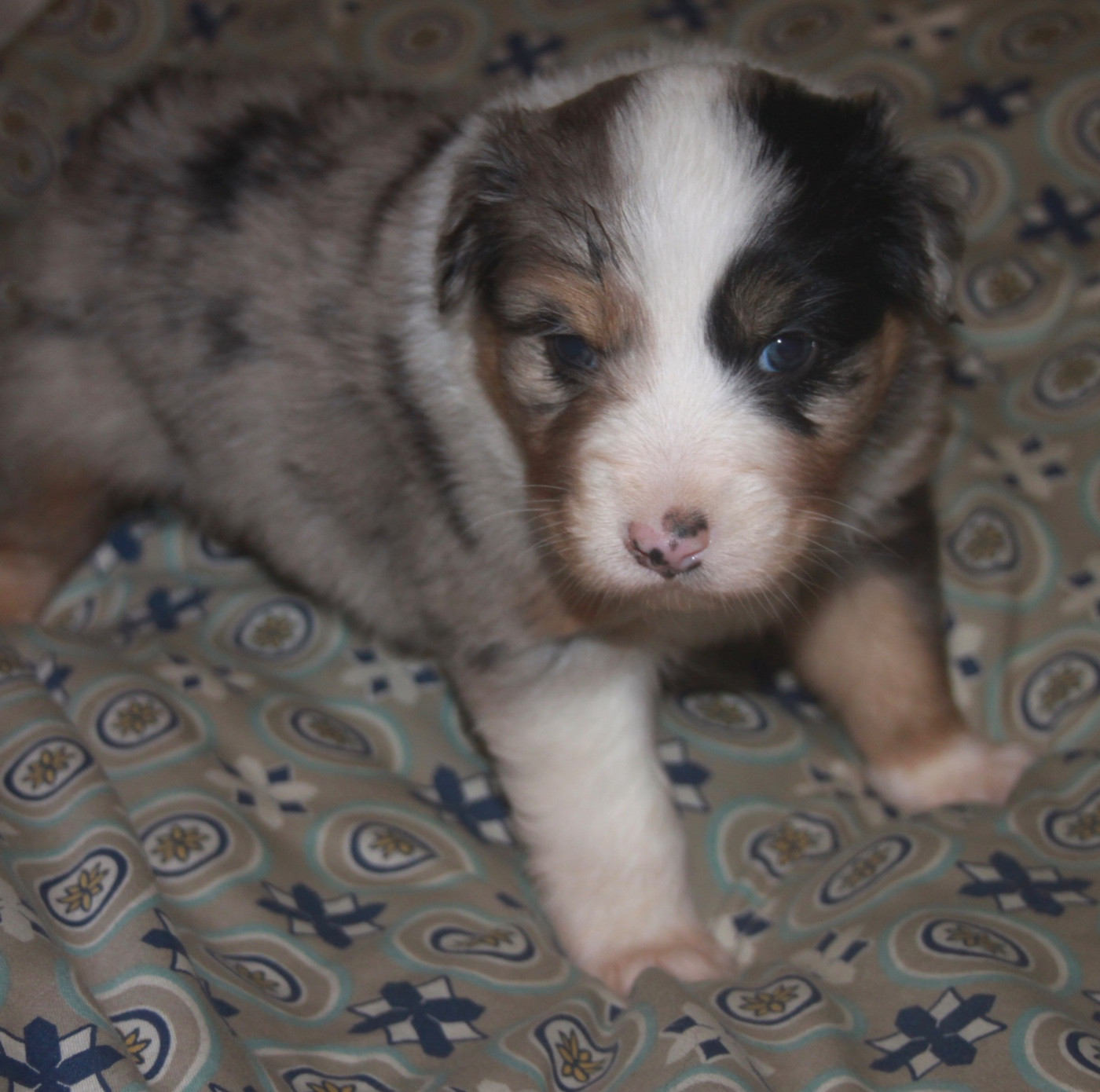 de l'éclair du diamant - Chiots disponibles - Berger Australien