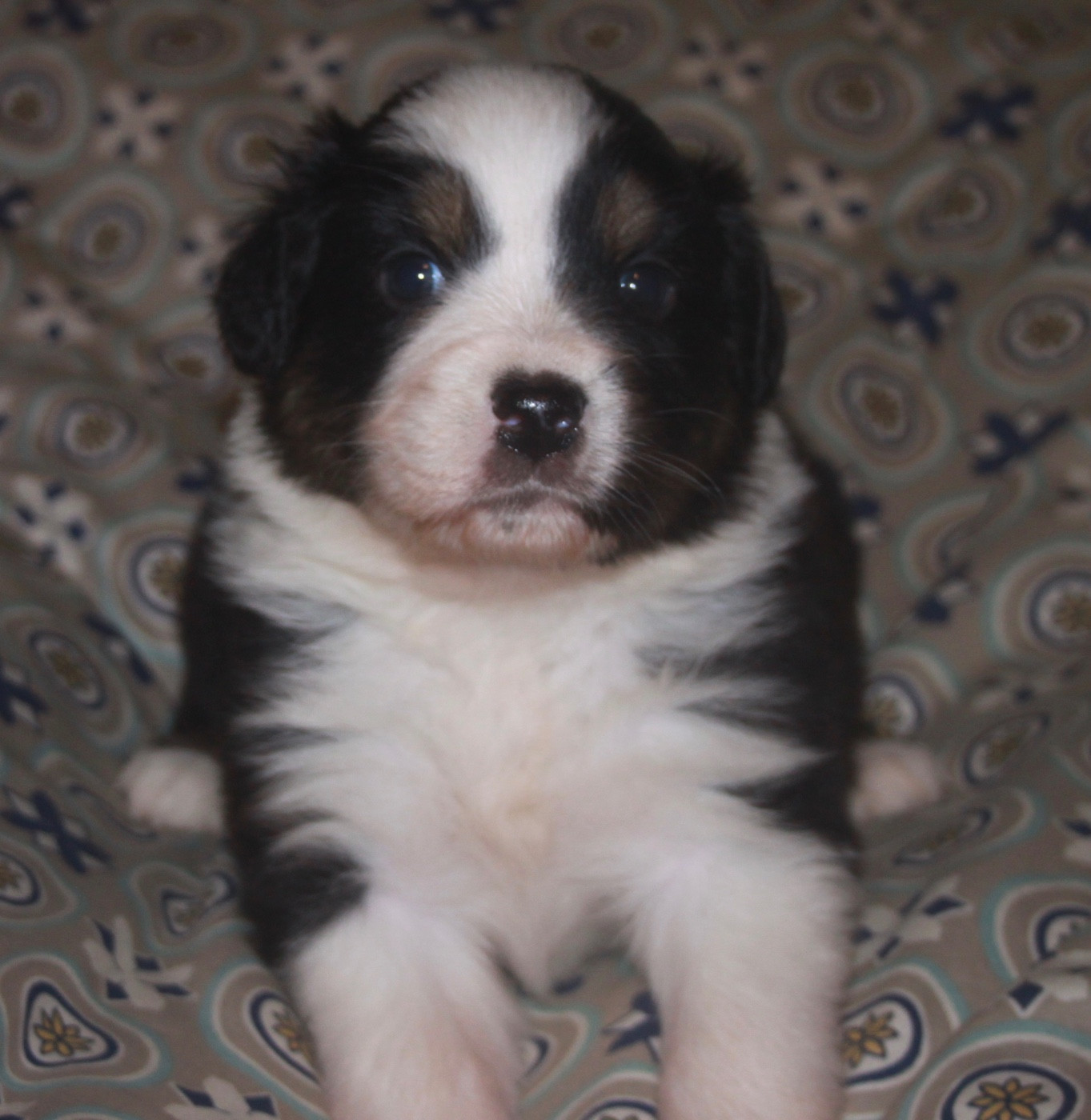 de l'éclair du diamant - Chiots disponibles - Berger Australien