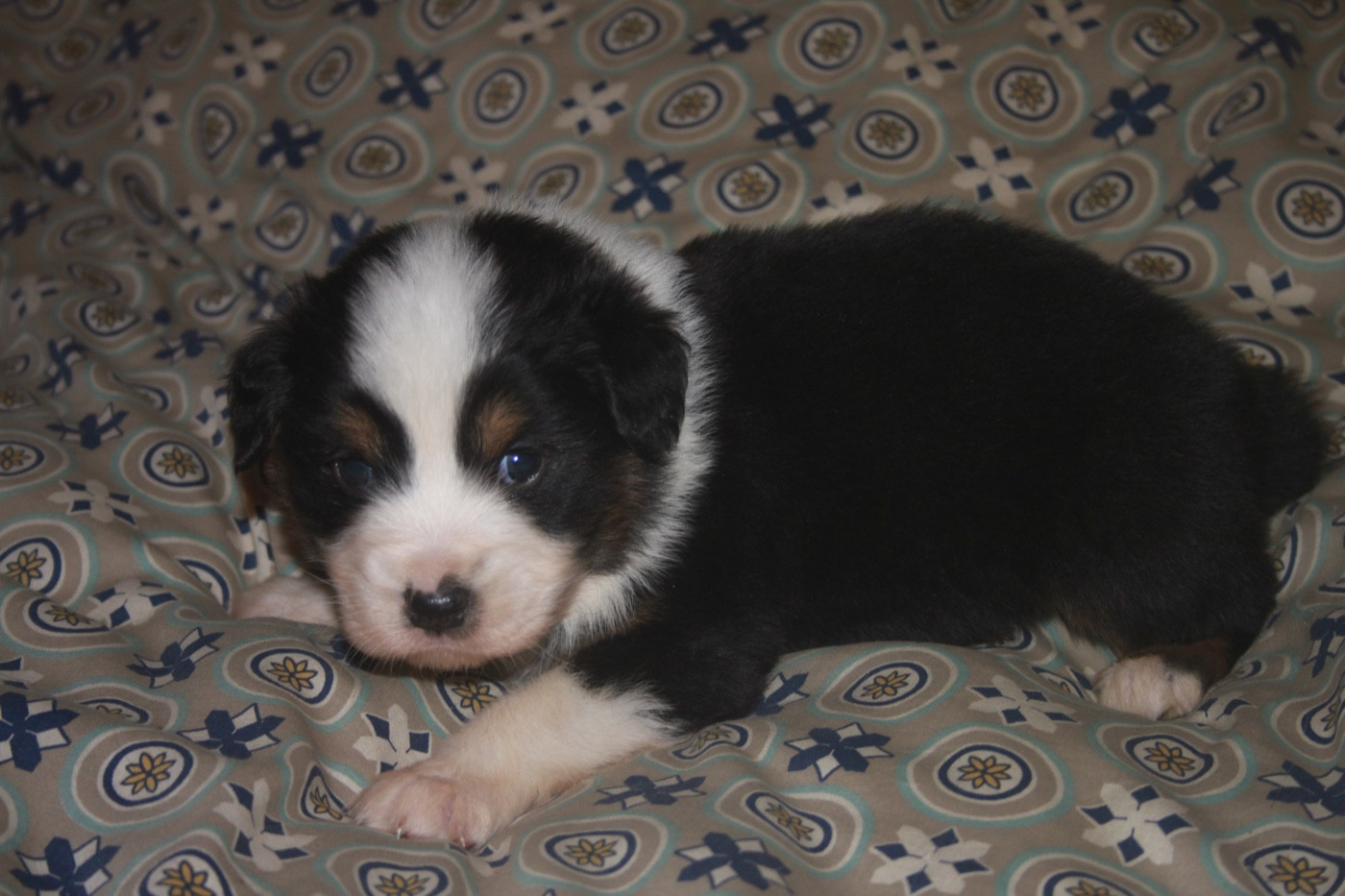 de l'éclair du diamant - Chiots disponibles - Berger Australien