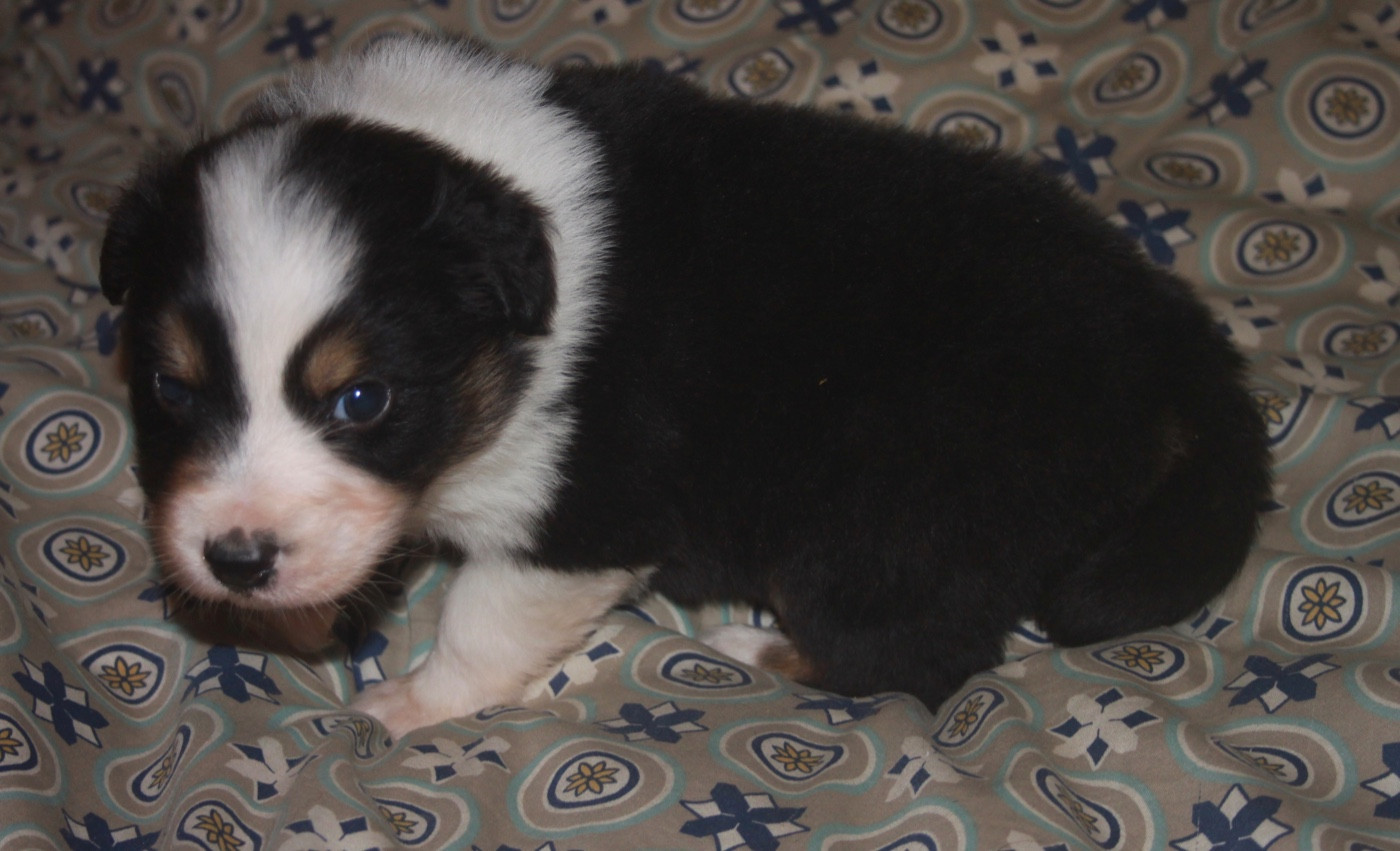 de l'éclair du diamant - Chiots disponibles - Berger Australien