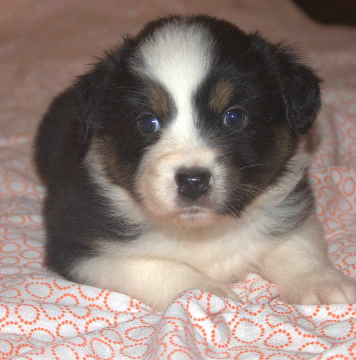 de l'éclair du diamant - Chiots disponibles - Berger Australien