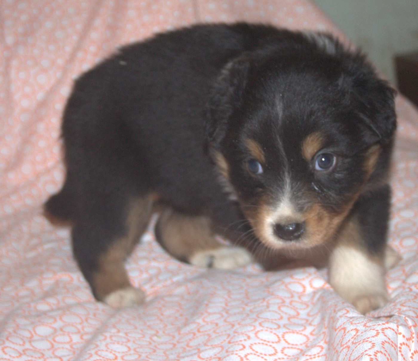 de l'éclair du diamant - Chiots disponibles - Berger Australien