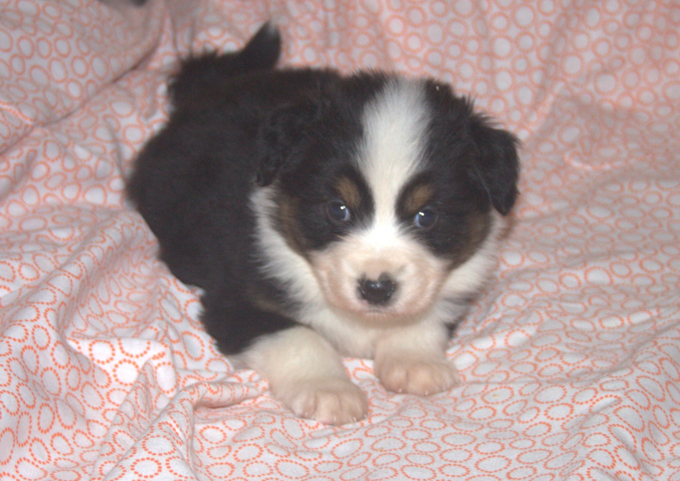 de l'éclair du diamant - Chiots disponibles - Berger Australien