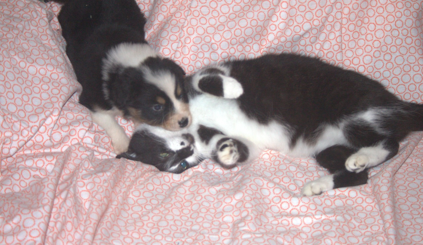 de l'éclair du diamant - Chiots disponibles - Berger Australien