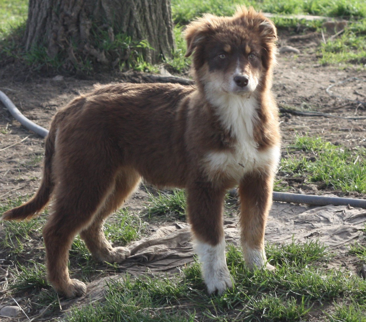 de l'éclair du diamant - Chiots disponibles - Berger Australien