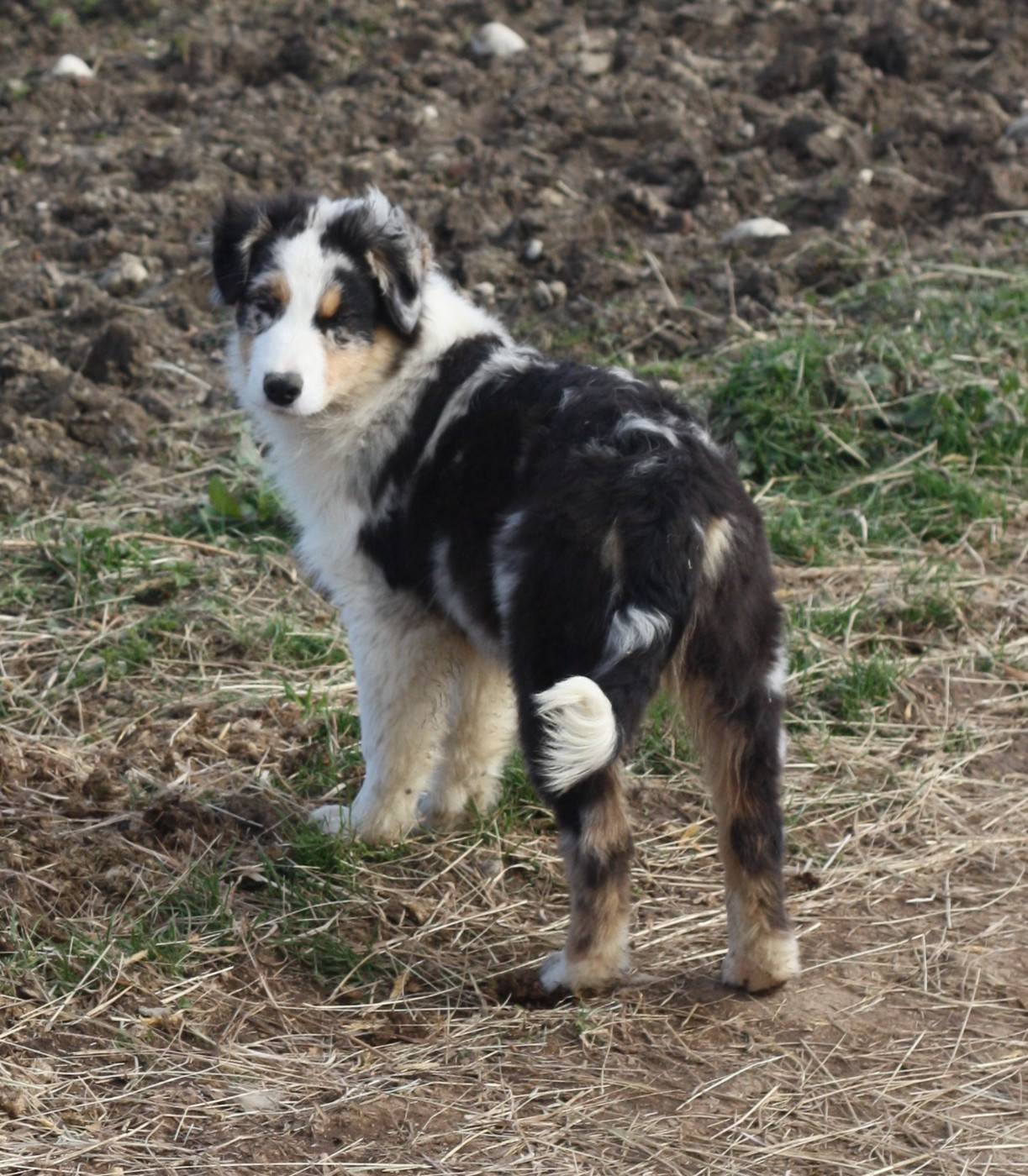 de l'éclair du diamant - Chiots disponibles - Berger Australien