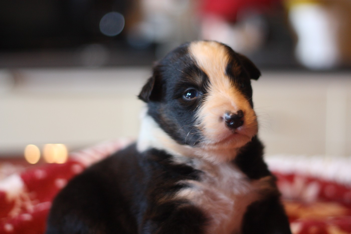 de l'éclair du diamant - Chiots disponibles - Berger Australien