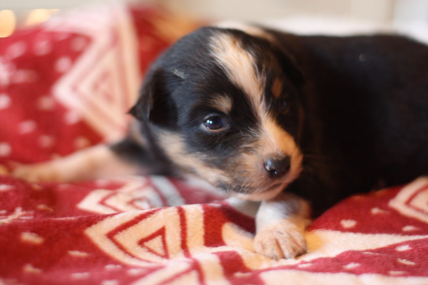 de l'éclair du diamant - Chiots disponibles - Berger Australien