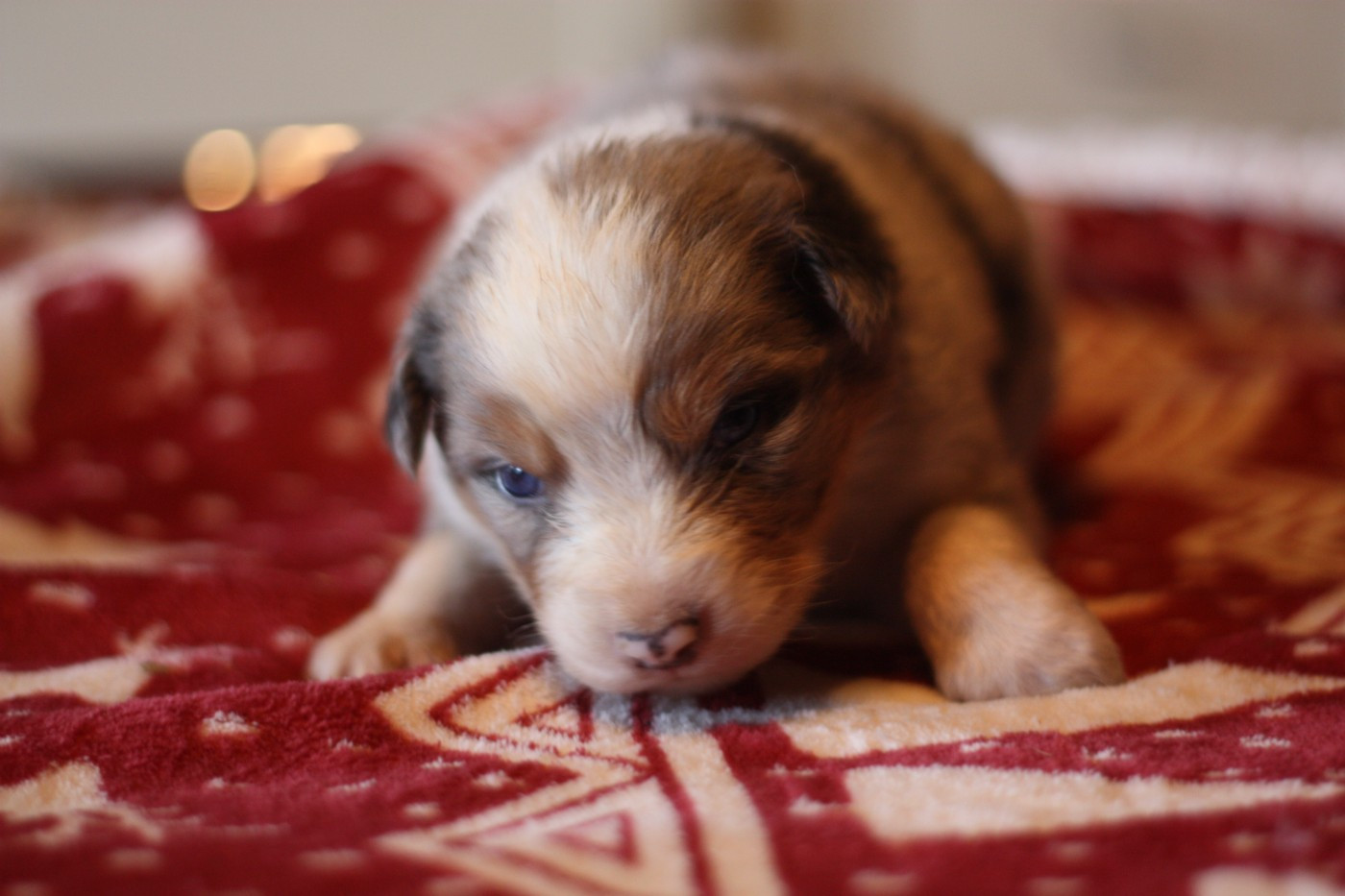 de l'éclair du diamant - Chiots disponibles - Berger Australien