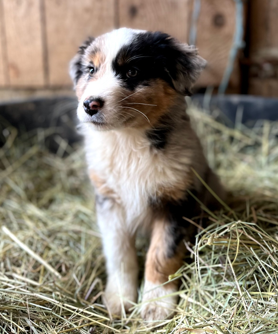 de l'éclair du diamant - Chiots disponibles - Berger Australien