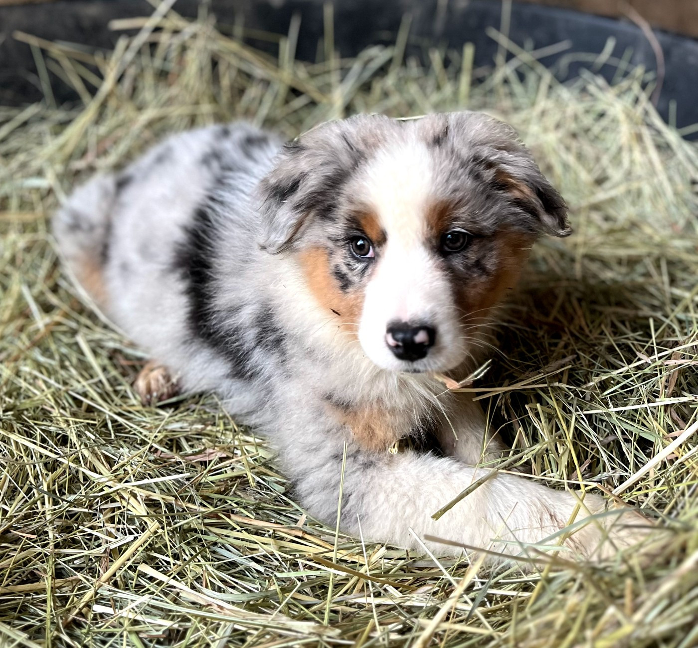 de l'éclair du diamant - Chiots disponibles - Berger Australien