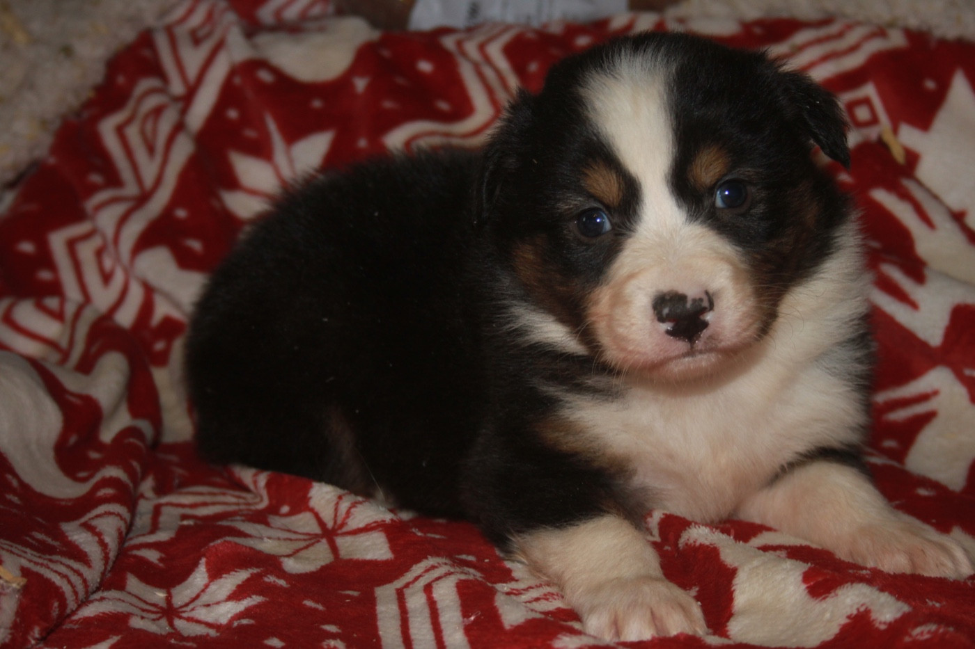 de l'éclair du diamant - Chiots disponibles - Berger Australien