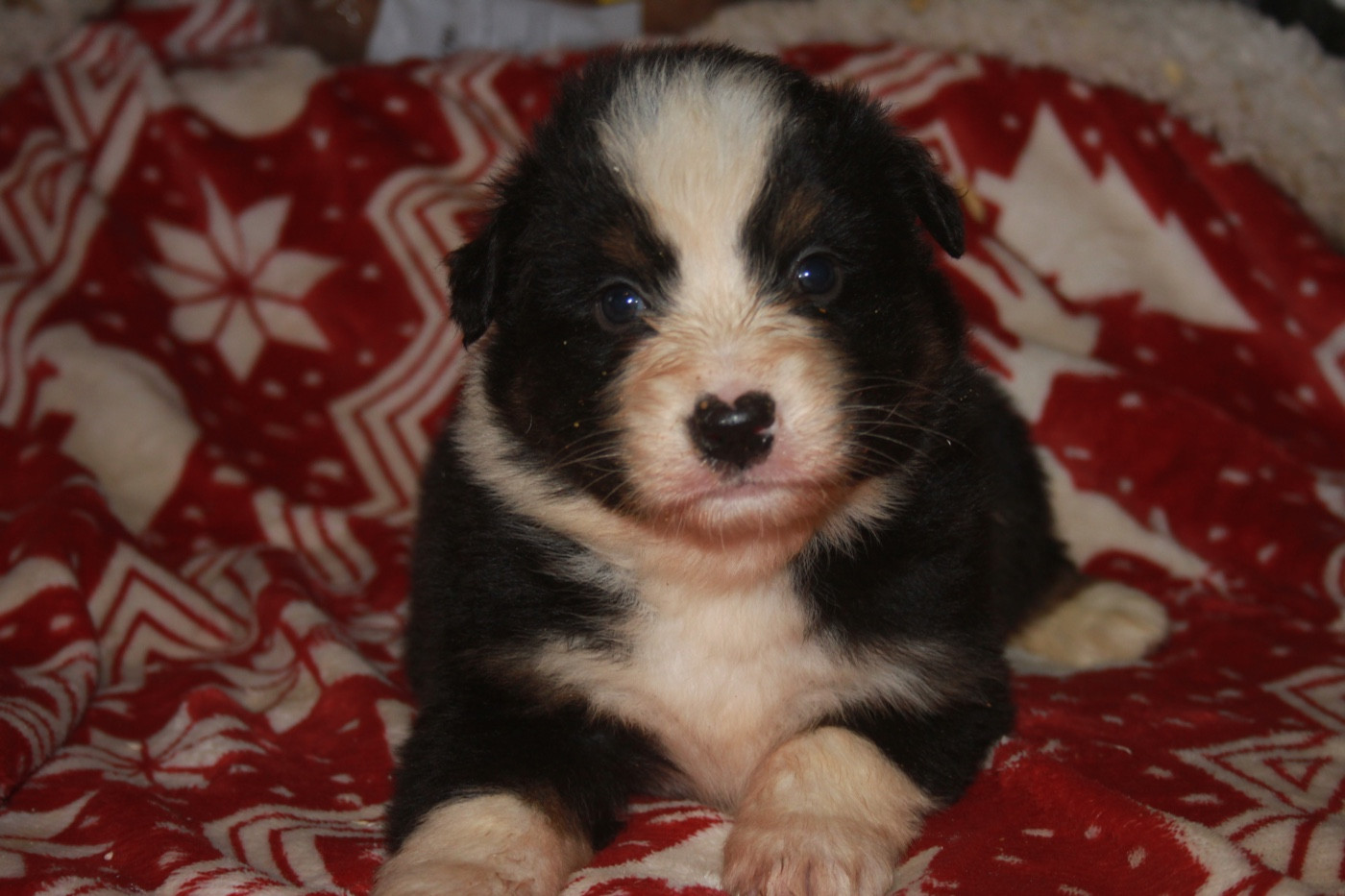 de l'éclair du diamant - Chiots disponibles - Berger Australien