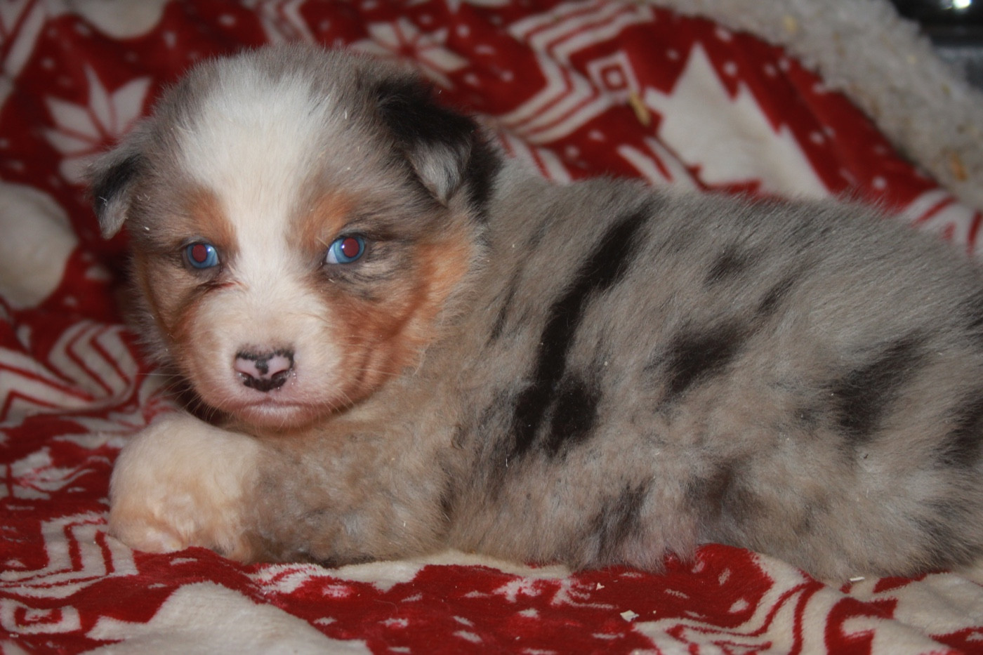 de l'éclair du diamant - Chiots disponibles - Berger Australien