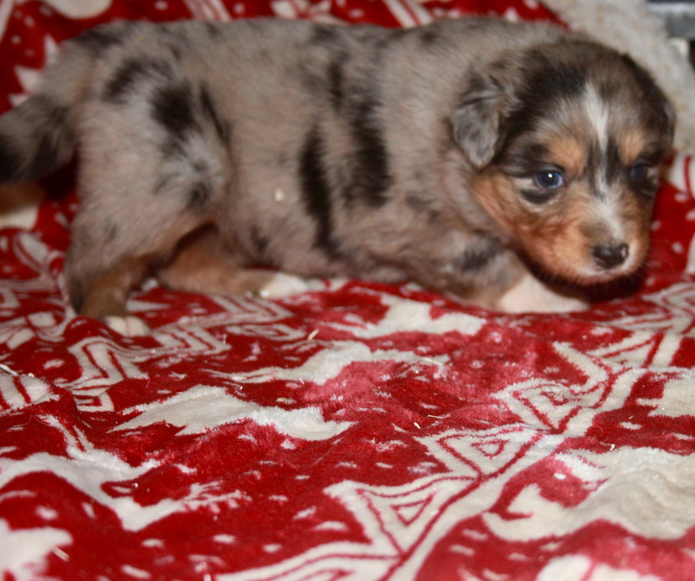 de l'éclair du diamant - Chiots disponibles - Berger Australien