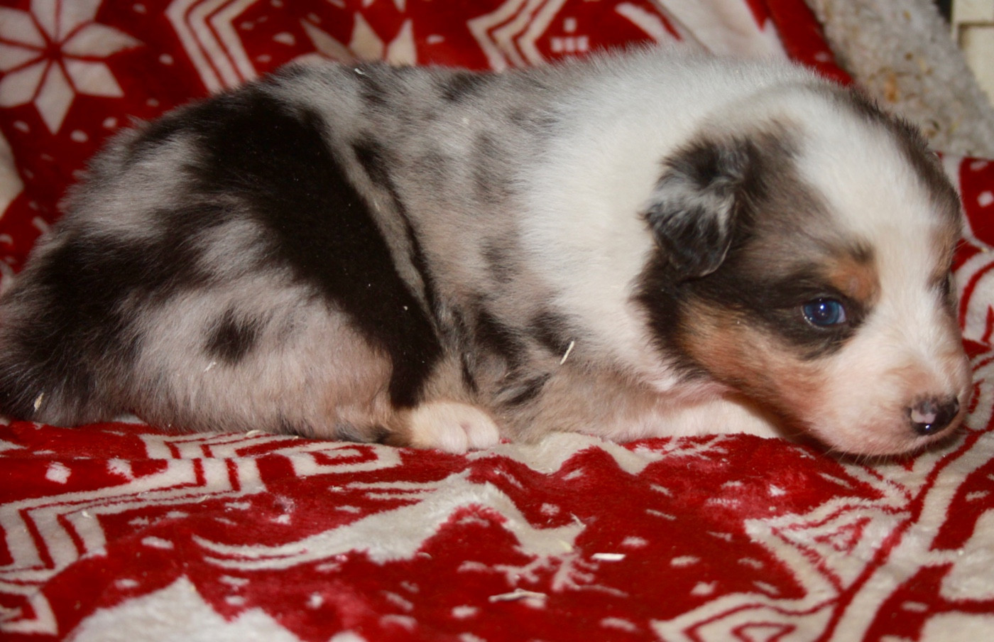 de l'éclair du diamant - Chiots disponibles - Berger Australien