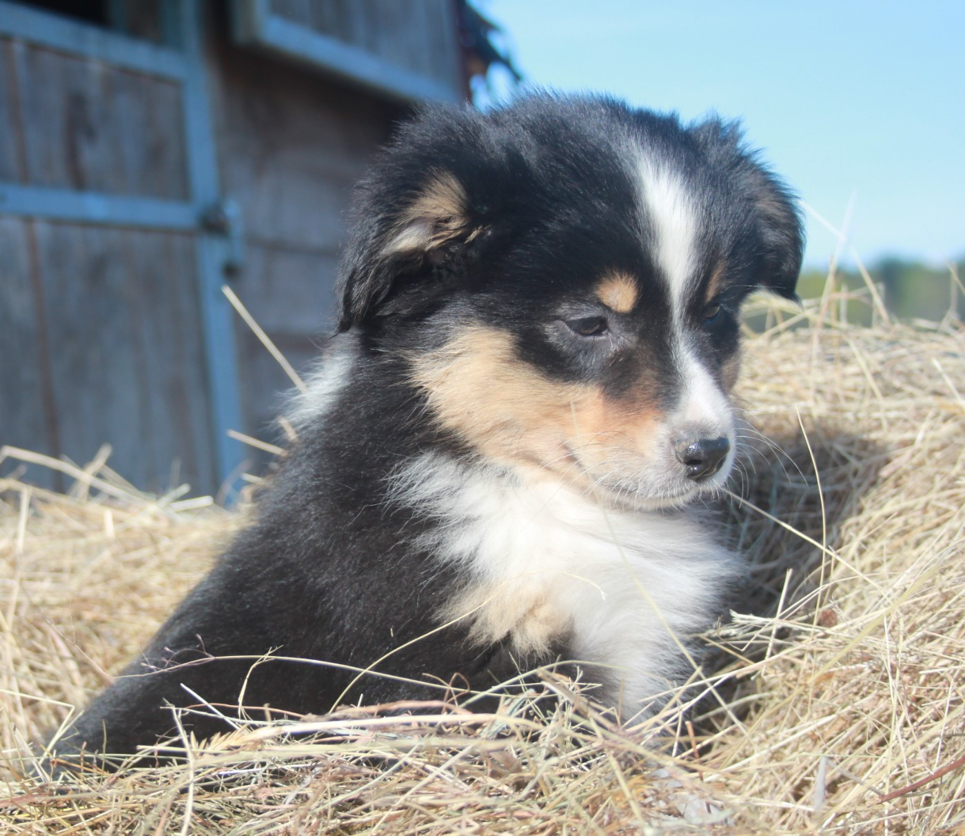 de l'éclair du diamant - Chiots disponibles - Berger Australien