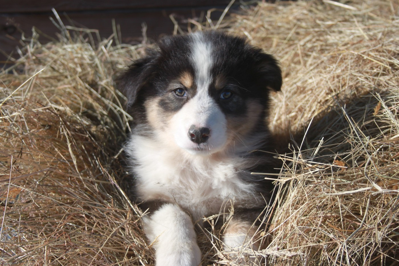 de l'éclair du diamant - Chiots disponibles - Berger Australien