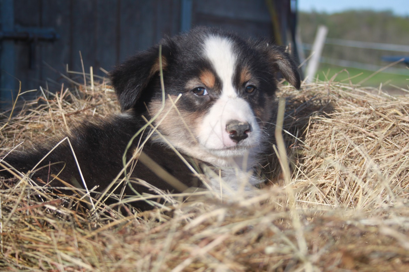 de l'éclair du diamant - Chiots disponibles - Berger Australien