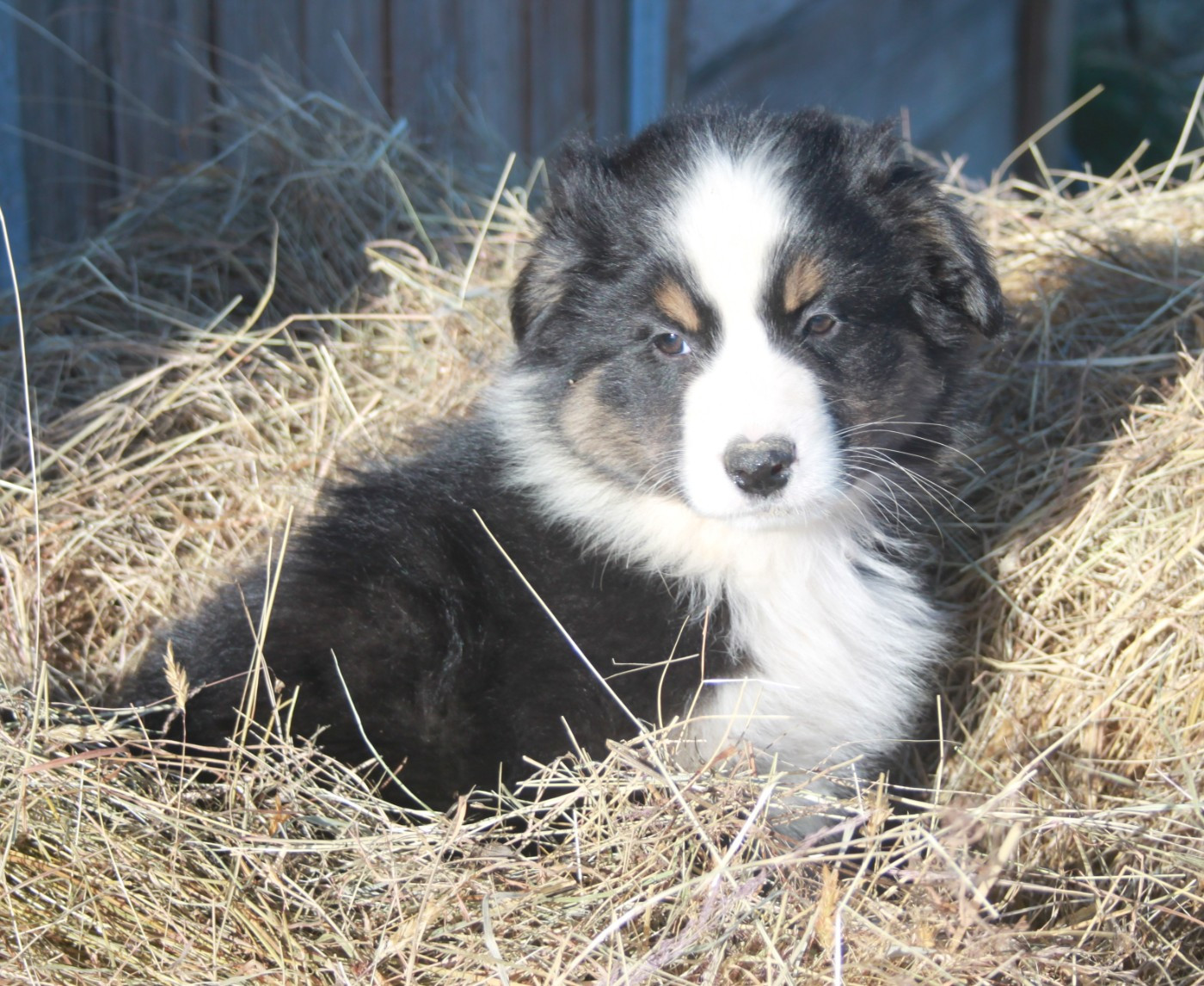 de l'éclair du diamant - Chiots disponibles - Berger Australien