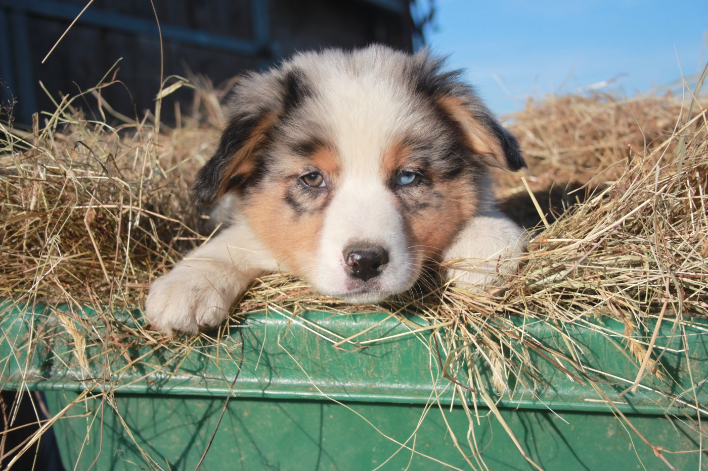 de l'éclair du diamant - Chiots disponibles - Berger Australien