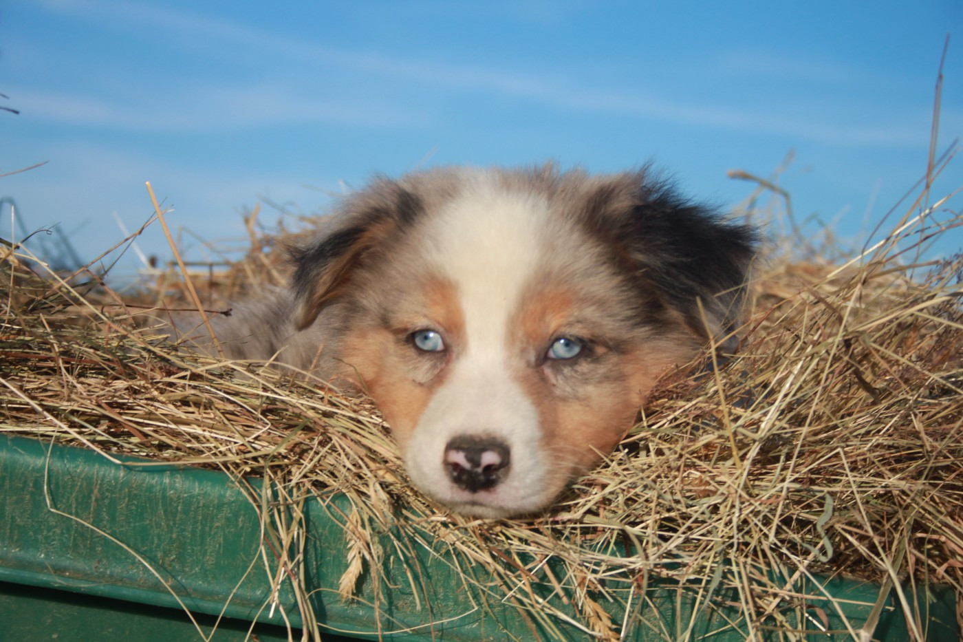 de l'éclair du diamant - Chiots disponibles - Berger Australien