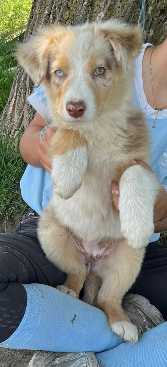de l'éclair du diamant - Chiots disponibles - Berger Australien