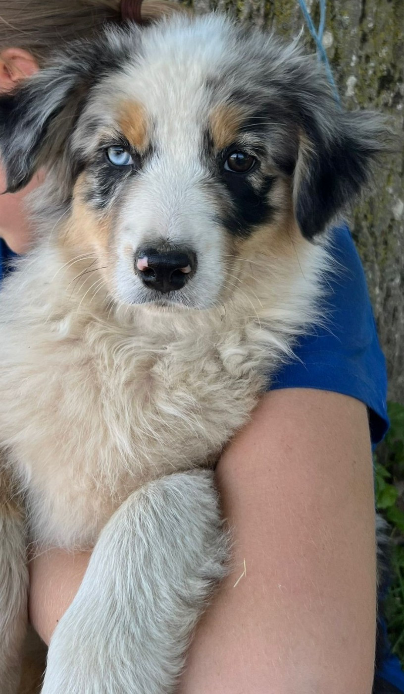 de l'éclair du diamant - Chiots disponibles - Berger Australien