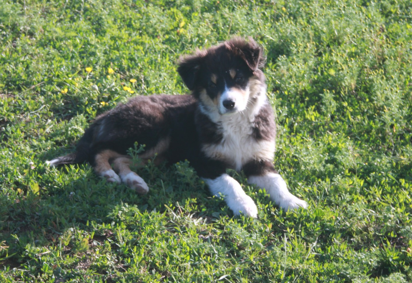 de l'éclair du diamant - Chiots disponibles - Berger Australien