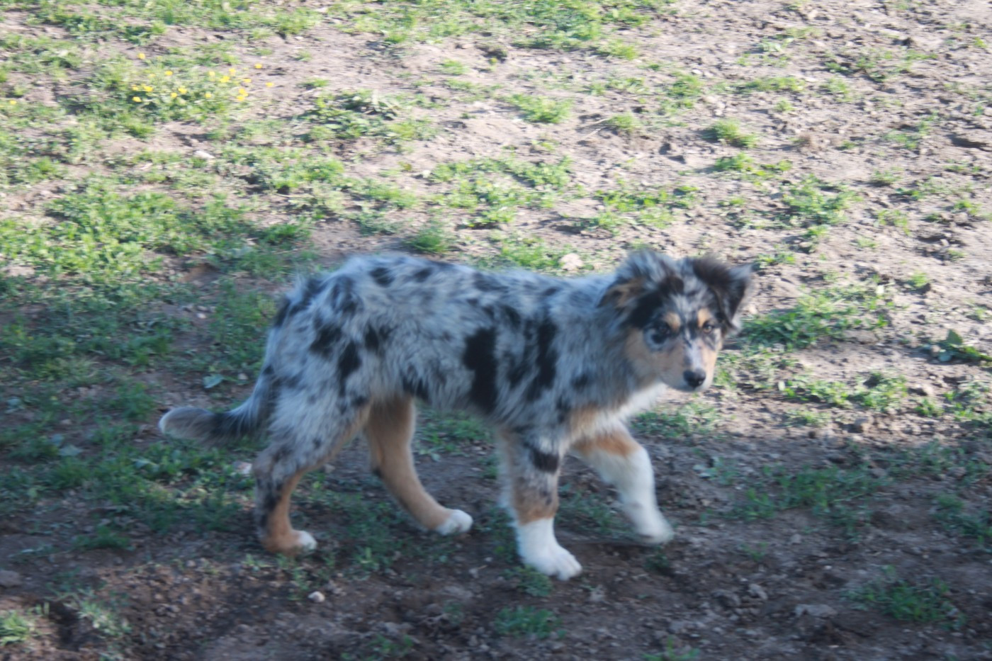 de l'éclair du diamant - Chiots disponibles - Berger Australien