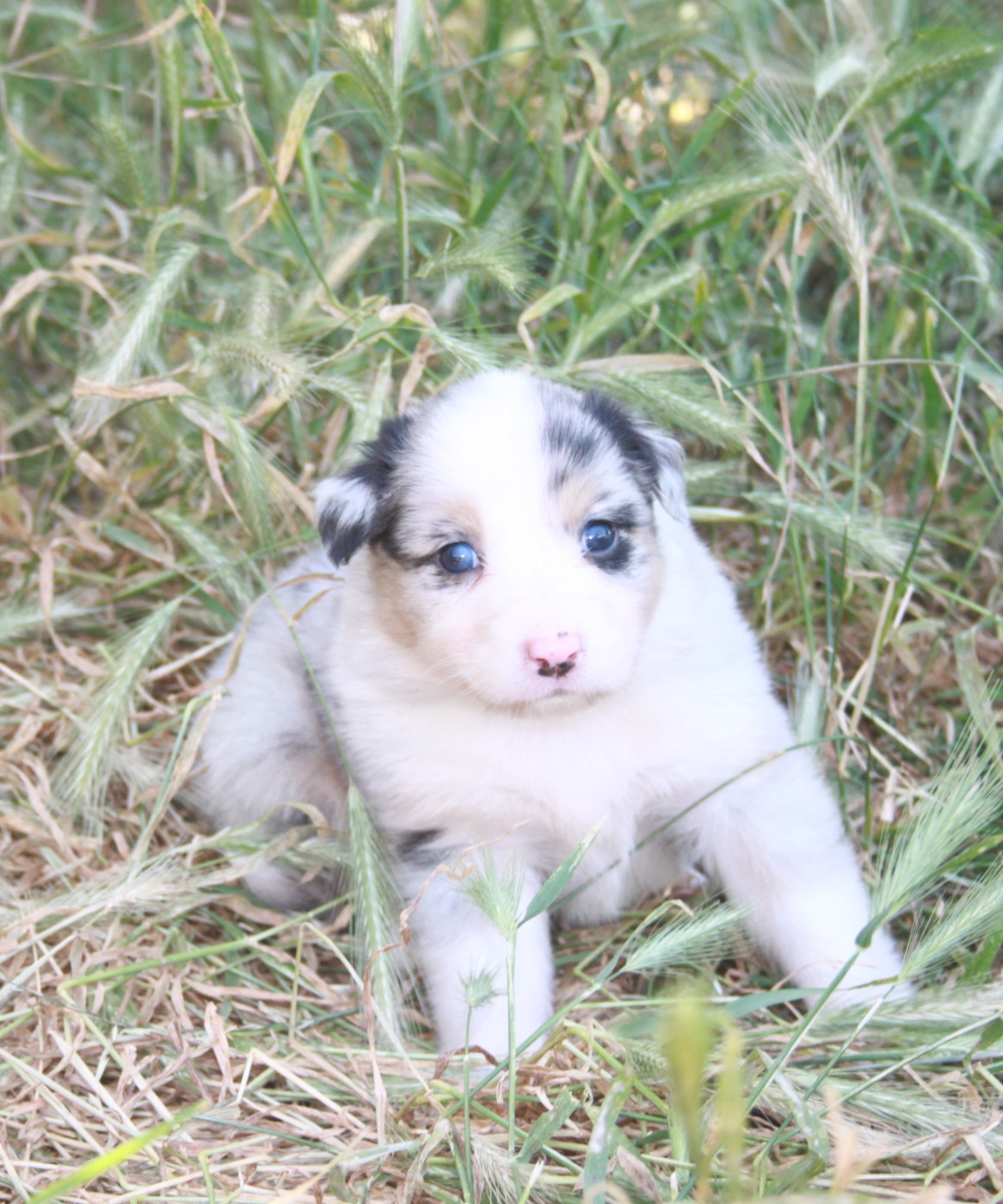 de l'éclair du diamant - Chiots disponibles - Berger Australien