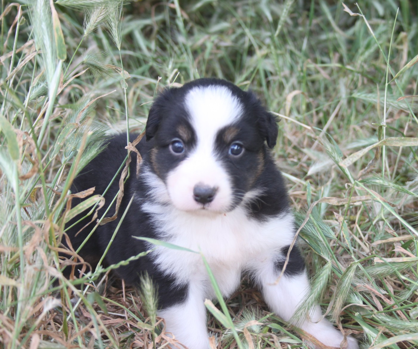 de l'éclair du diamant - Chiots disponibles - Berger Australien
