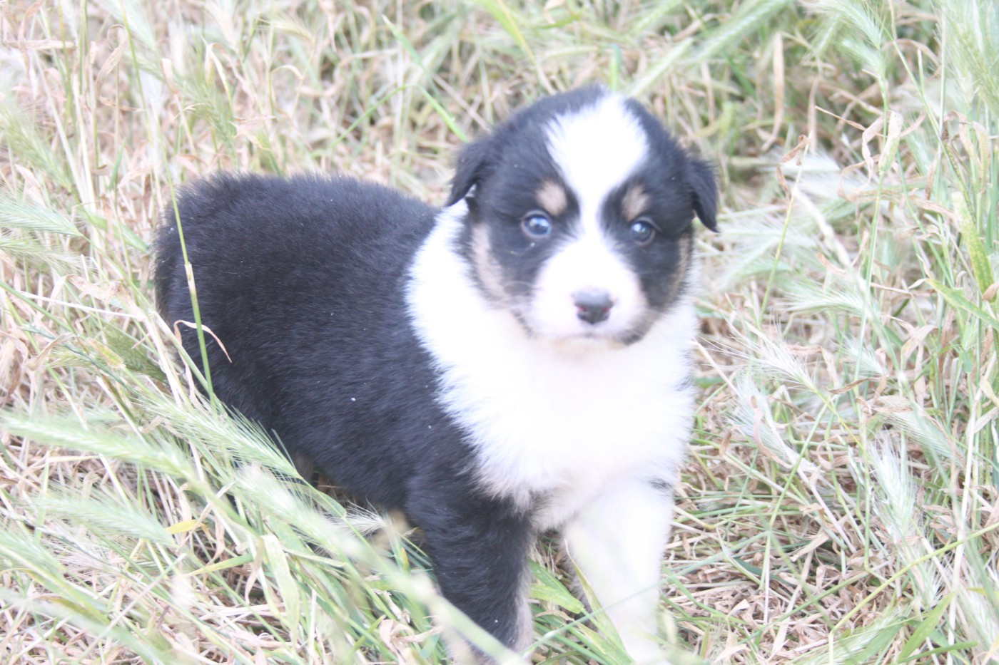 de l'éclair du diamant - Chiots disponibles - Berger Australien