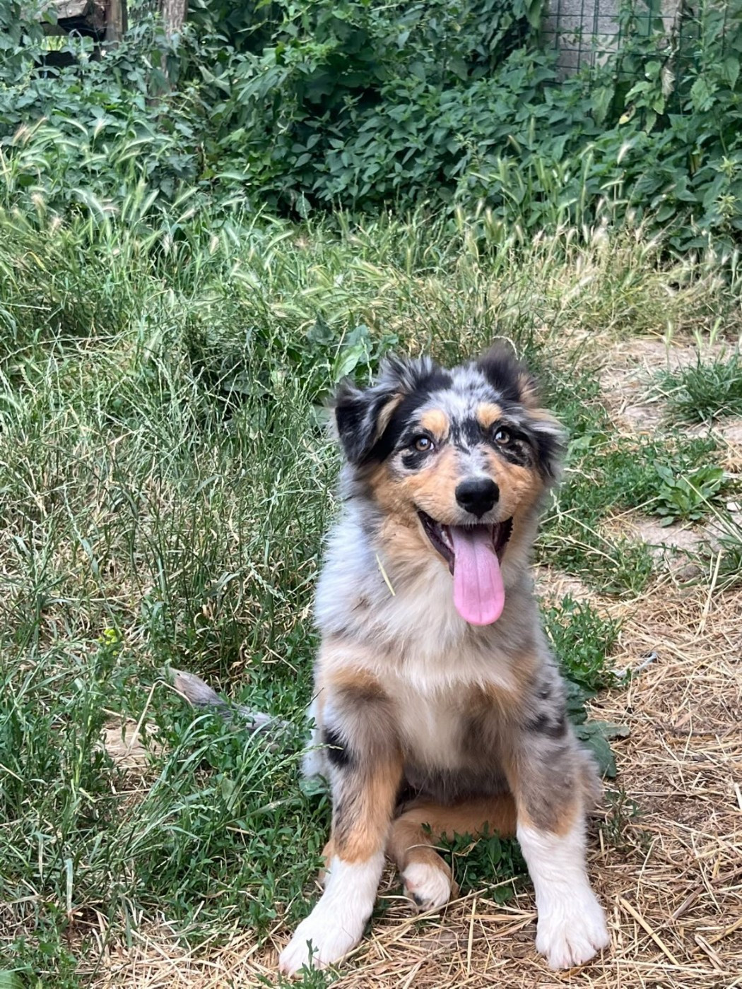 de l'éclair du diamant - Chiots disponibles - Berger Australien