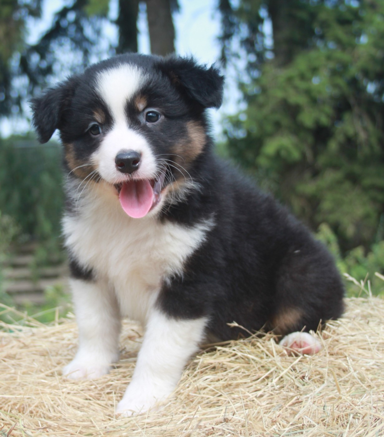 de l'éclair du diamant - Chiots disponibles - Berger Australien