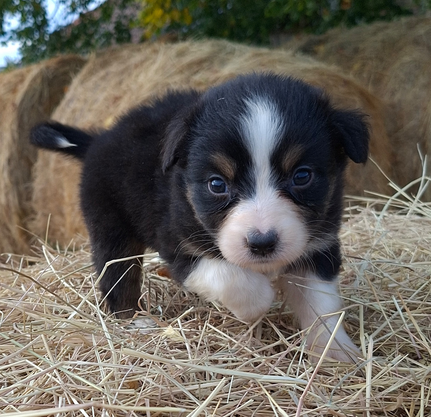de l'éclair du diamant - Chiots disponibles - Berger Australien