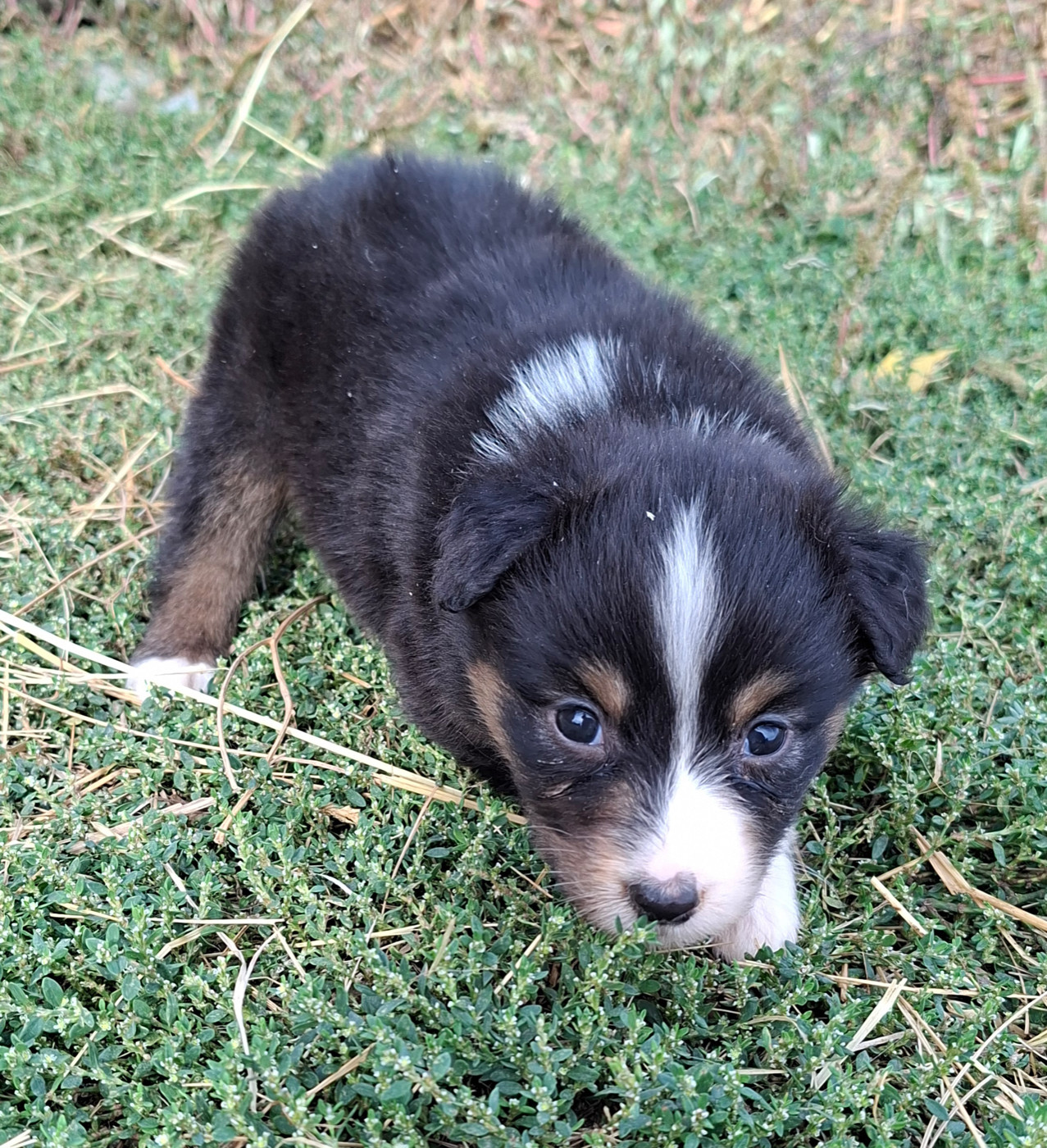de l'éclair du diamant - Chiots disponibles - Berger Australien