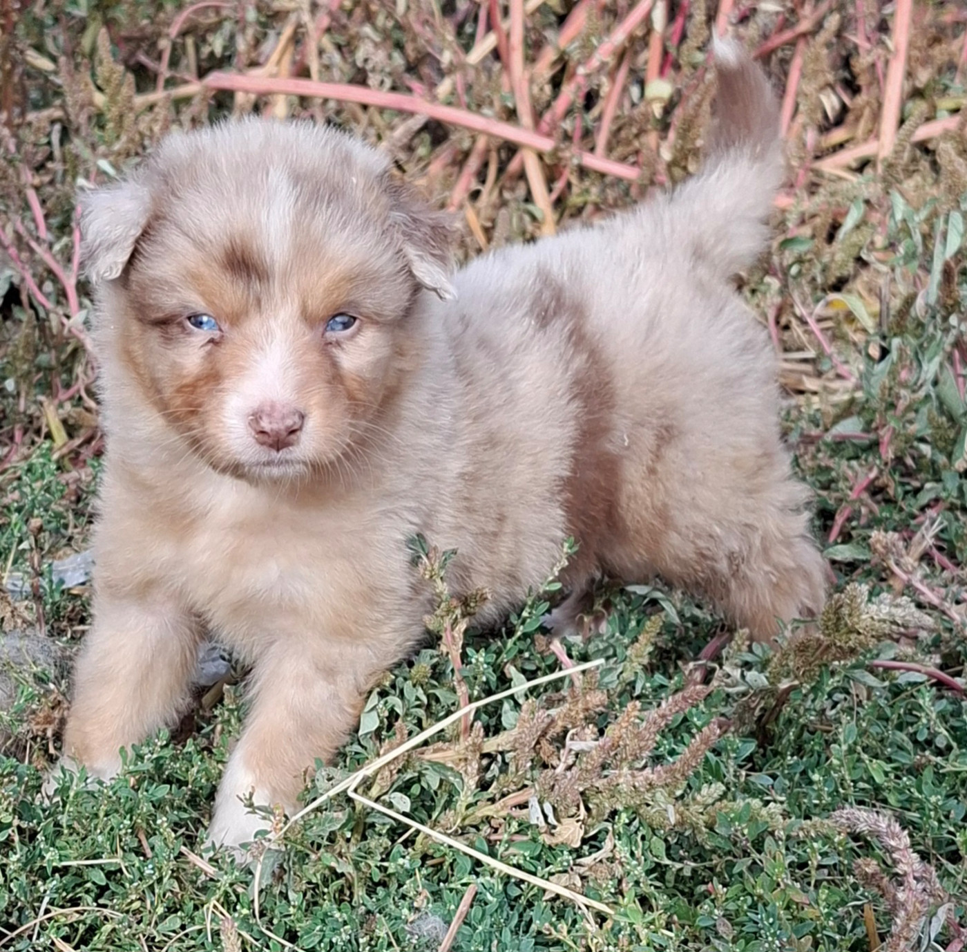 de l'éclair du diamant - Chiots disponibles - Berger Australien