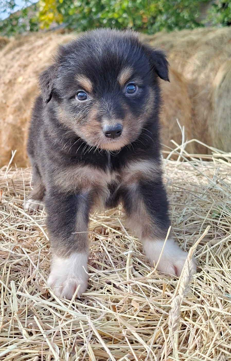 de l'éclair du diamant - Chiots disponibles - Berger Australien