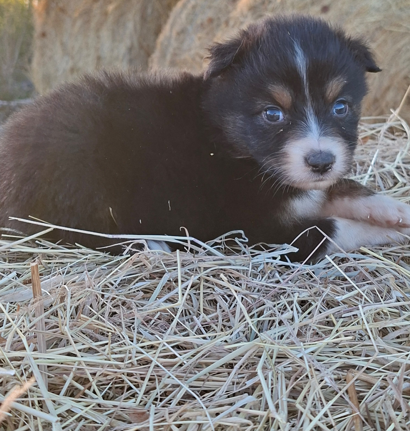 de l'éclair du diamant - Chiots disponibles - Berger Australien
