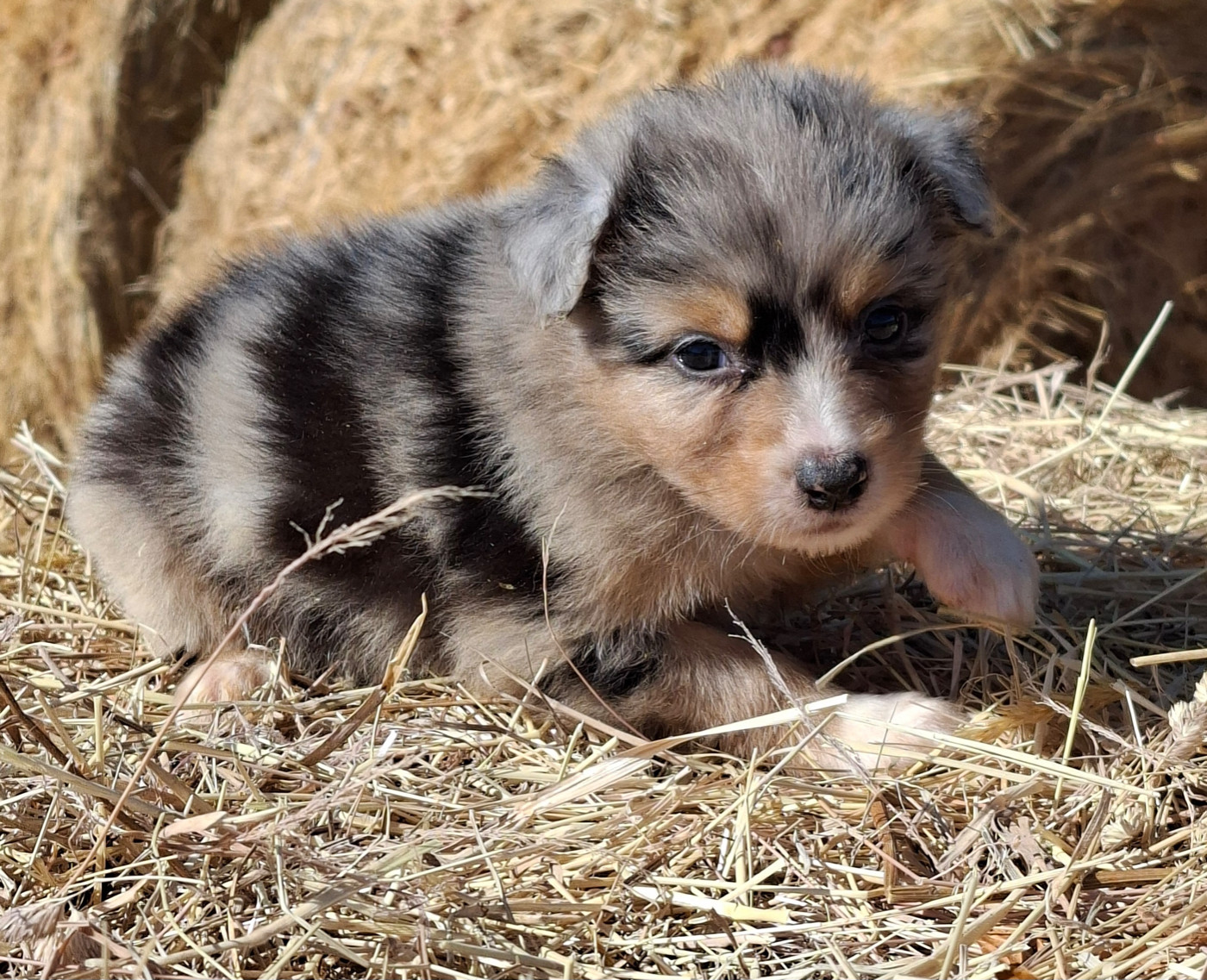 de l'éclair du diamant - Chiots disponibles - Berger Australien
