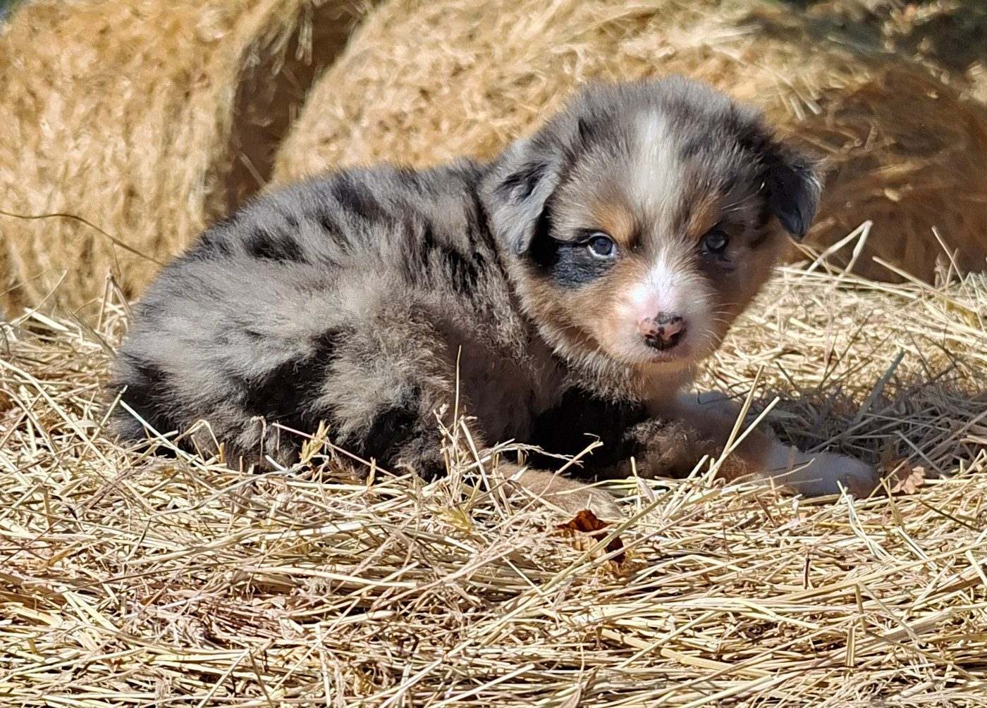 de l'éclair du diamant - Chiots disponibles - Berger Australien
