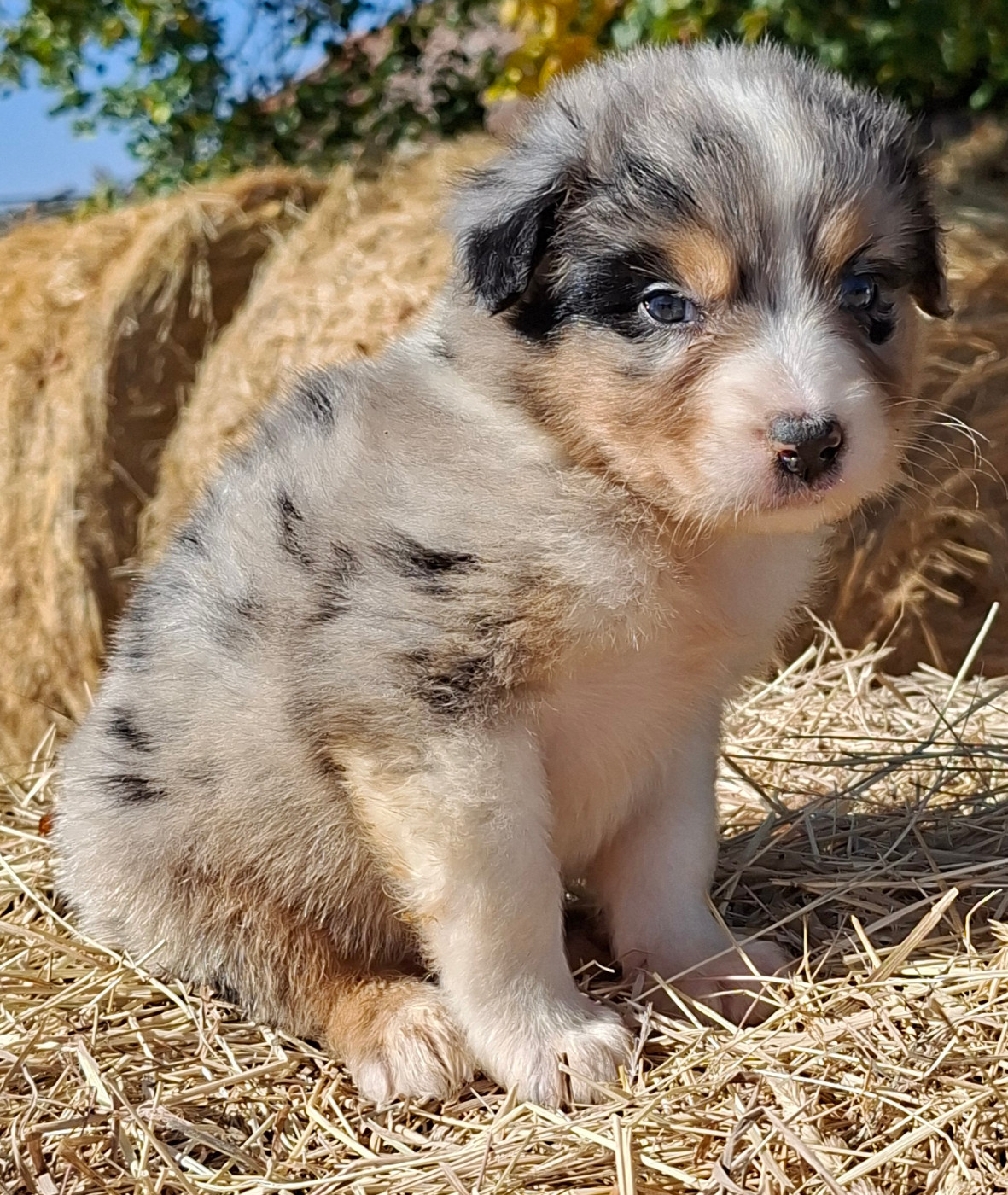 de l'éclair du diamant - Chiots disponibles - Berger Australien