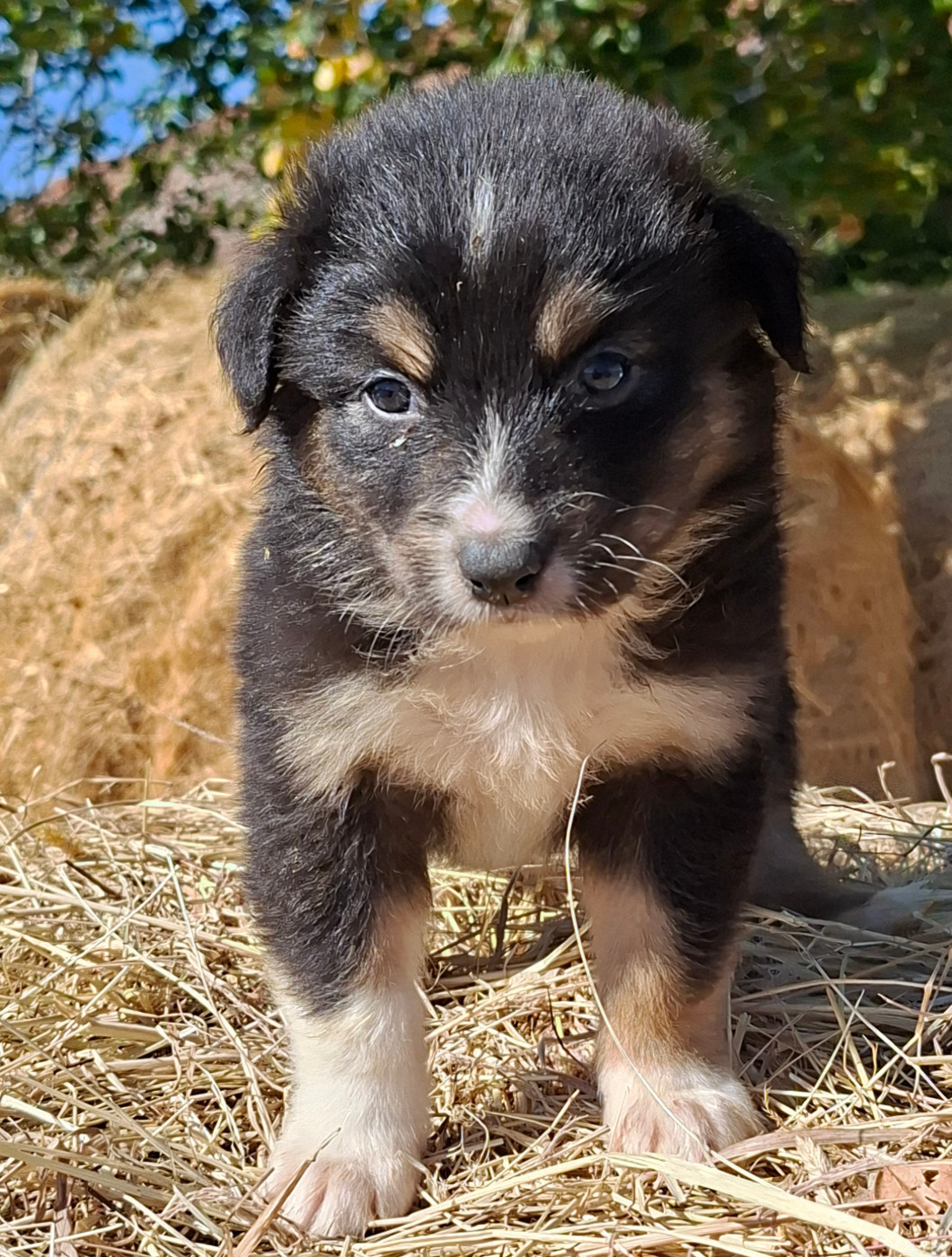 de l'éclair du diamant - Chiots disponibles - Berger Australien