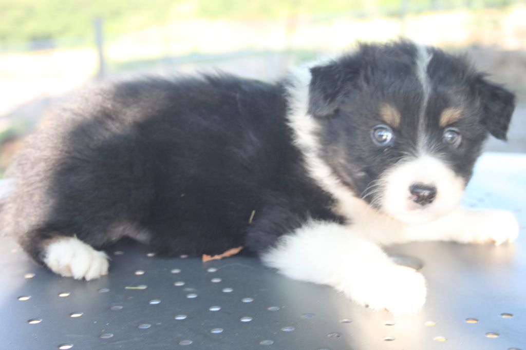 de l'éclair du diamant - Chiots disponibles - Berger Australien